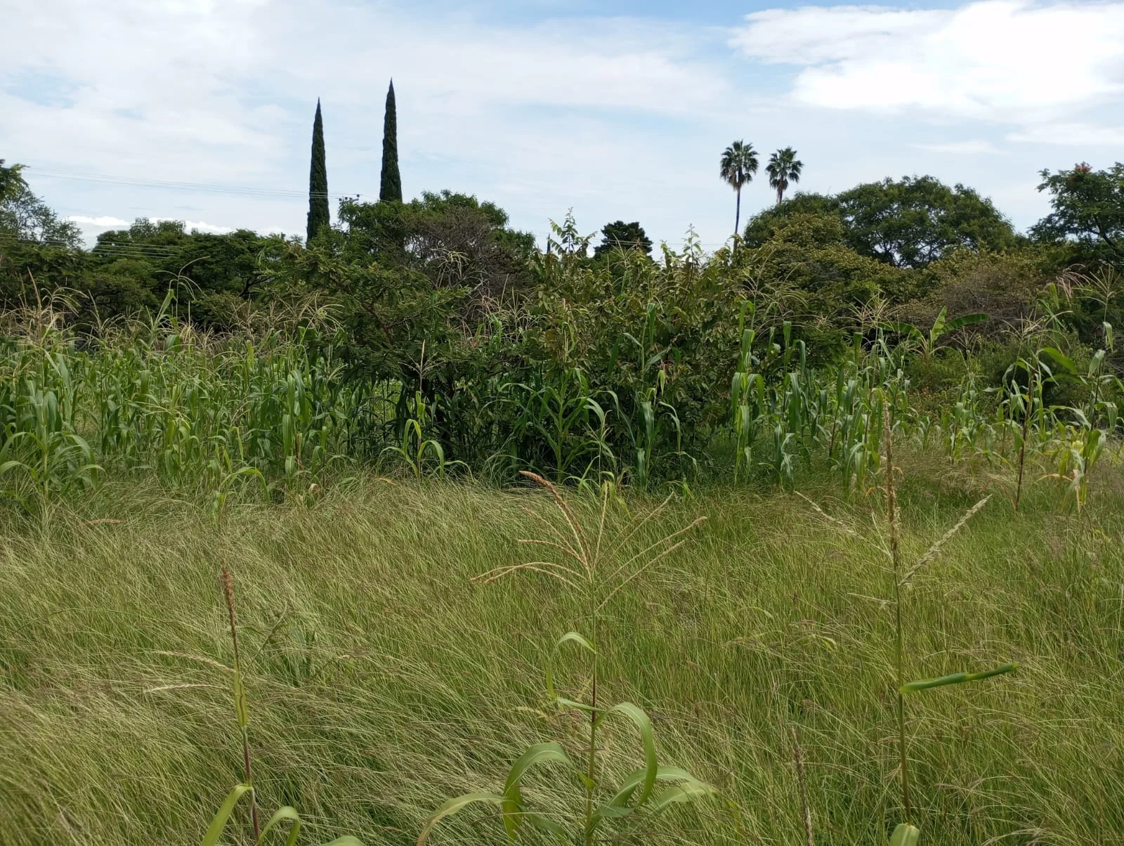 Terreno en Venta en San Luis Soyotlan Ribera de Chapala 3